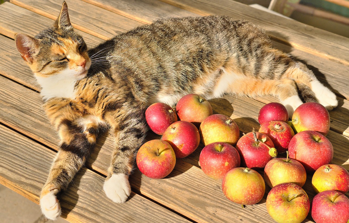 Can cats eat applesauce best sale